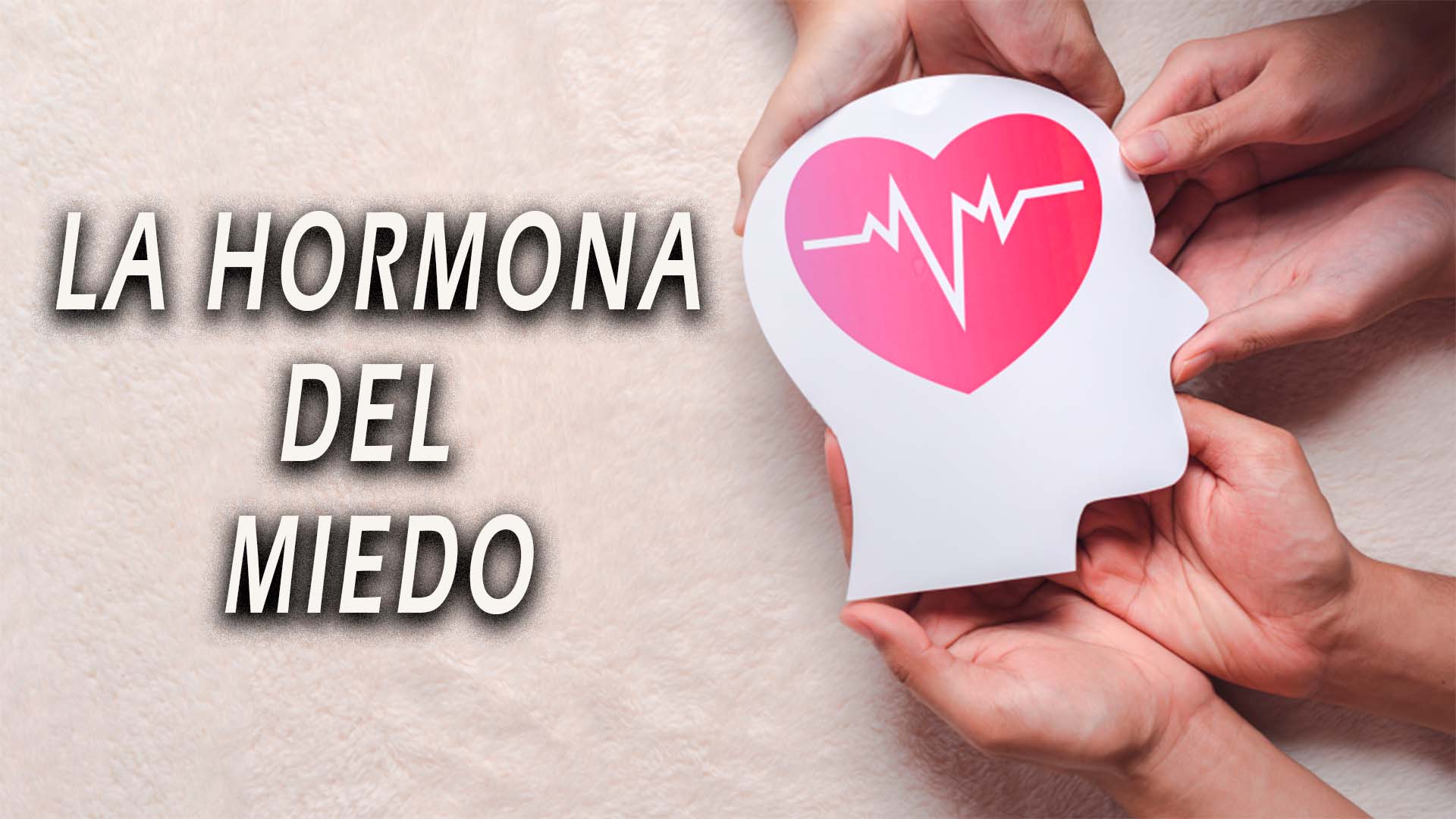¿que es el cortisol?